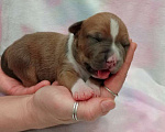 Собаки в Москве: Очаровательный мальчик амстаффа  Мальчик, 100 000 руб. - фото 2