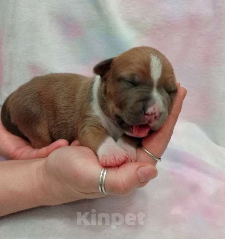 Собаки в Москве: Очаровательный мальчик амстаффа  Мальчик, 100 000 руб. - фото 2