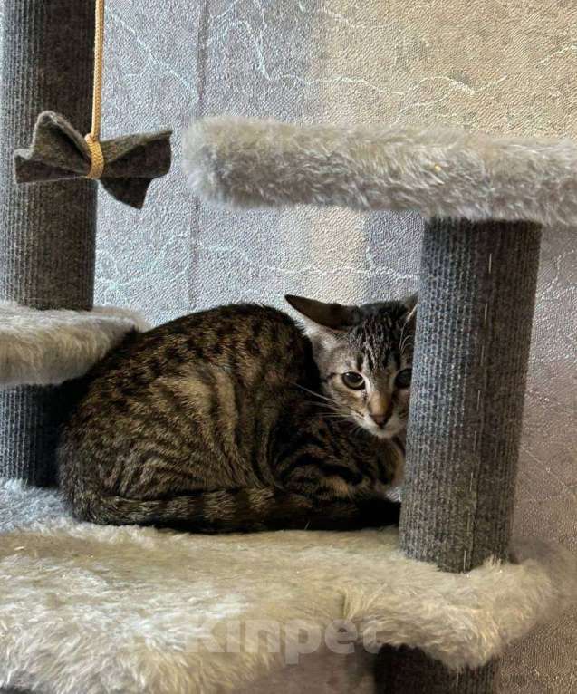 Кошки в Санкт-Петербурге: Котёнок в самые добрые руки . Девочка, Бесплатно - фото 1
