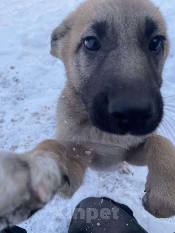 Собаки в Москве: Щенок замерзает на улице , срочно нужно найти дом !! Девочка, Бесплатно - фото 2