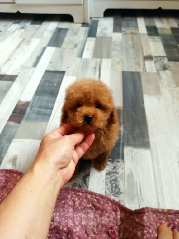 Собаки в Москве: Мальчик абрикосовый Мальчик, 30 000 руб. - фото 4