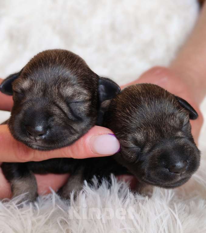 Собаки в Воронеже: Щенки цвеогшнауцера Разнополые, Бесплатно - фото 3