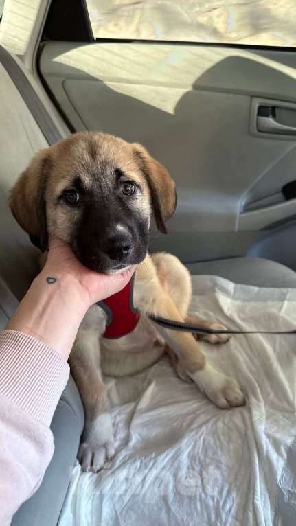 Собаки в Москве: Щенок анатолийской овчарки Эверест в добрые руки Мальчик, Бесплатно - фото 1