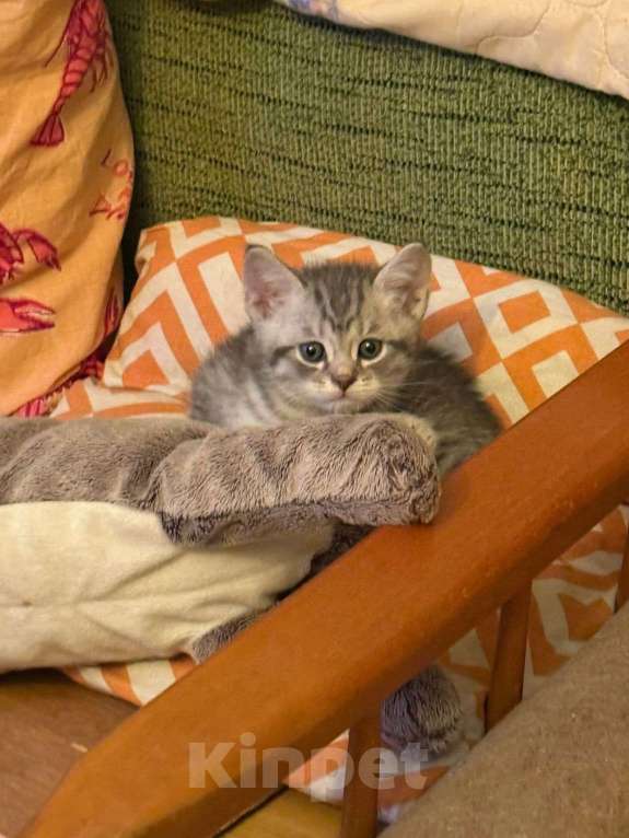 Кошки в Москве: Шотландская вислоухая кошка котенок Мальчик, 15 000 руб. - фото 5