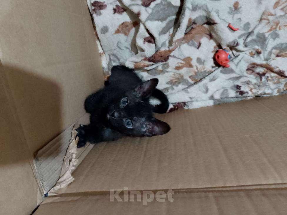 Кошки в Ростове-на-Дону: Котенок кошечка, чёрная  Девочка, Бесплатно - фото 3