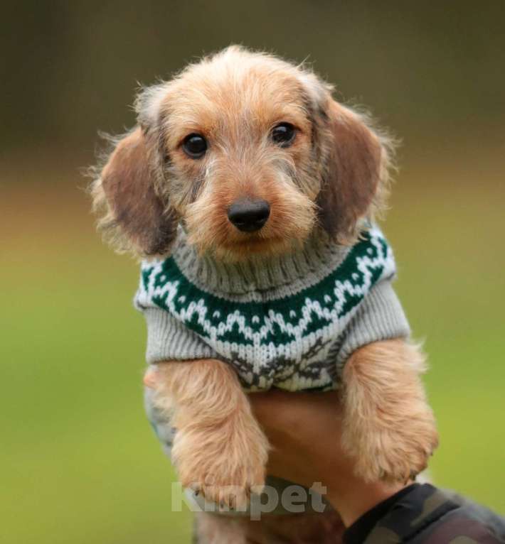 Собаки в Санкт-Петербурге: Щенки жш таксы. Питомник РКФ Девочка, 45 000 руб. - фото 8