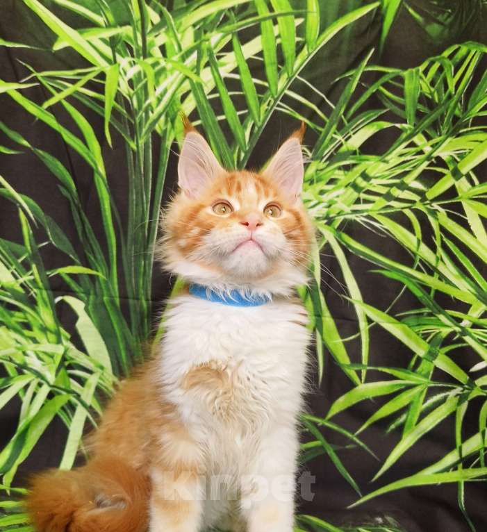 Кошки в Москве: Котёнок Мейн Кун Мальчик Мальчик, 65 000 руб. - фото 3