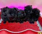 Собаки в Москве: Щенки померанский шпиц, кобель, черный Мальчик, 100 000 руб. - фото 9