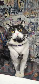 Кошки в Москве: Шотландские Котята  (Скотиш Фолд) Мальчик, 30 000 руб. - фото 5