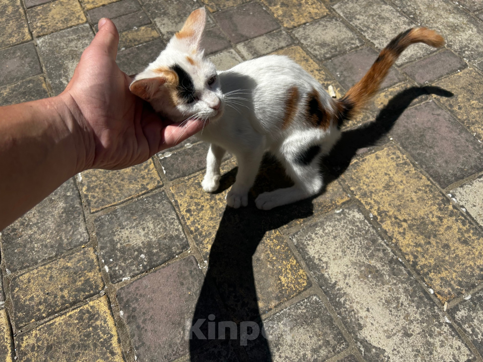 Кошки в других городах Краснодарского края: Отдам кошечку Девочка, Бесплатно - фото 5