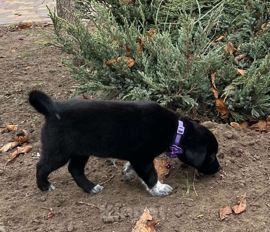 Собаки в Белом Калитве: Малышка в семью Девочка, Бесплатно - фото 3