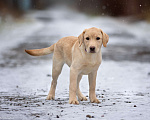 Собаки в Москве: Палевый щенок лабрадора  Девочка, 60 000 руб. - фото 2