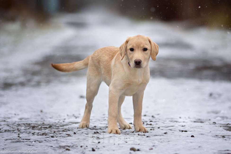 Собаки в Москве: Палевый щенок лабрадора  Девочка, 60 000 руб. - фото 2