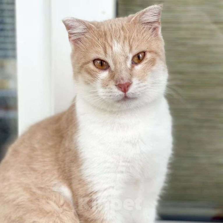 Кошки в Москве: Вислоухий котик Вермут Мальчик, Бесплатно - фото 4