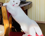 Кошки в Перми: Белоснежный шотландец Мальчик, 30 000 руб. - фото 3