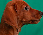 Собаки в Твери: Девочка мятная лента Девочка, 35 000 руб. - фото 1
