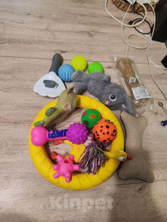 Собаки в других городах Московской области: Щенок золотистый ретривер  Мальчик, 80 000 руб. - фото 7