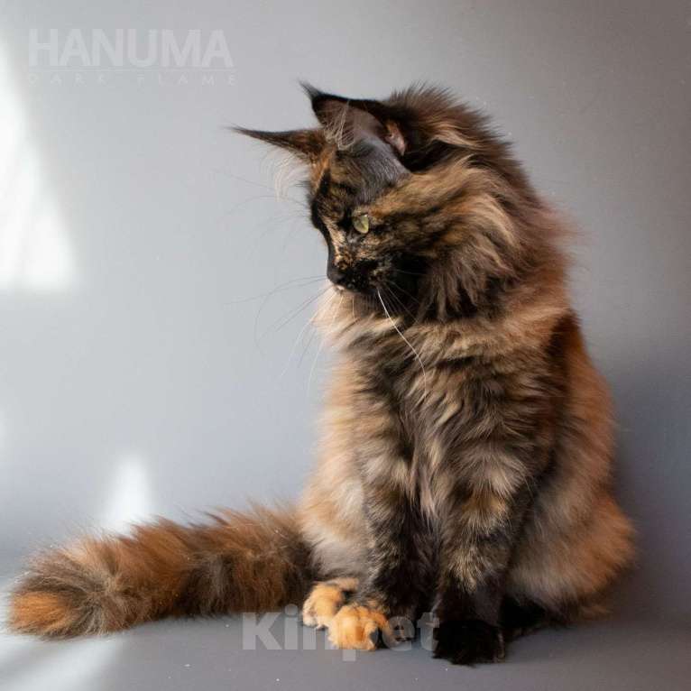 Кошки в других городах Воронежской области: Hanuma Dark Flame Девочка, Бесплатно - фото 5