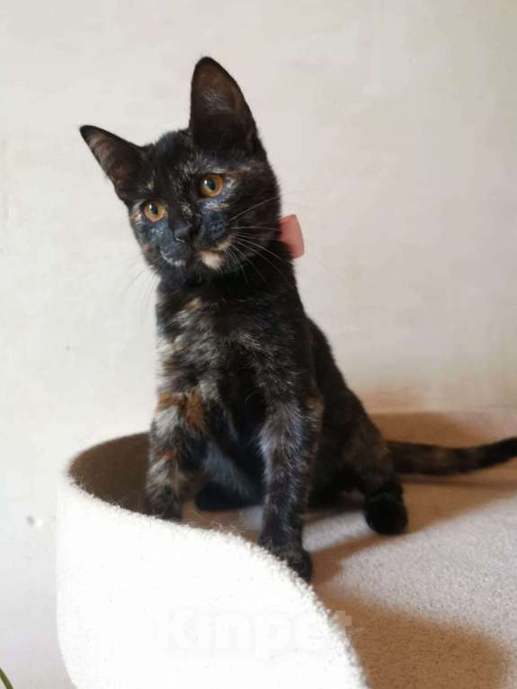 Кошки в Москве: Ласковая 4 мес малышка Шуня в добрые руки Девочка, Бесплатно - фото 4