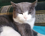 Кошки в Калачинске: Кастрированный молодой котик в добрые руки, Бесплатно - фото 2
