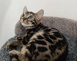 Кошки в Мур: Бенгальский котенок, 15 000 руб. - фото 2