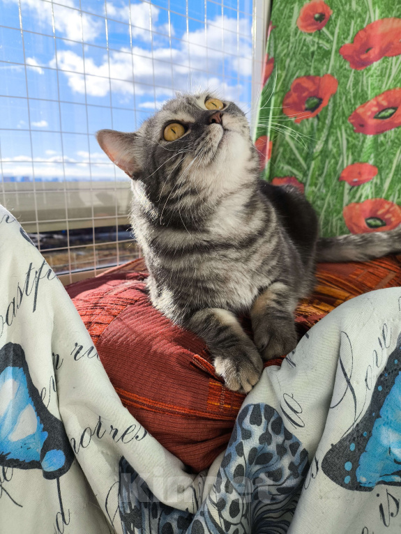 Кошки в Москве: Margo Девочка, Бесплатно - фото 6