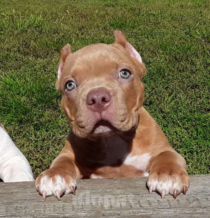 Собаки в Новосибирске: Щенок Американского булли пацан красный  Мальчик, 50 000 руб. - фото 3