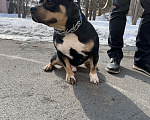Собаки в Уссурийске: Продаётся Красивый кобель американского булли  Мальчик, 50 000 руб. - фото 2