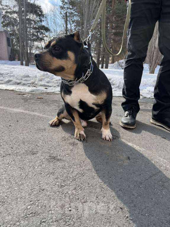 Собаки в Уссурийске: Продаётся Красивый кобель американского булли  Мальчик, 50 000 руб. - фото 2