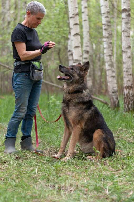 Собаки в Ногинске: Ищем дом Форесту Мальчик, Бесплатно - фото 4