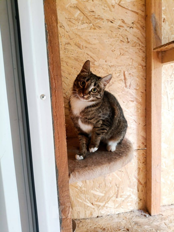 Кошки в Москве: Котёнок Шаня ищет дом Девочка, Бесплатно - фото 2