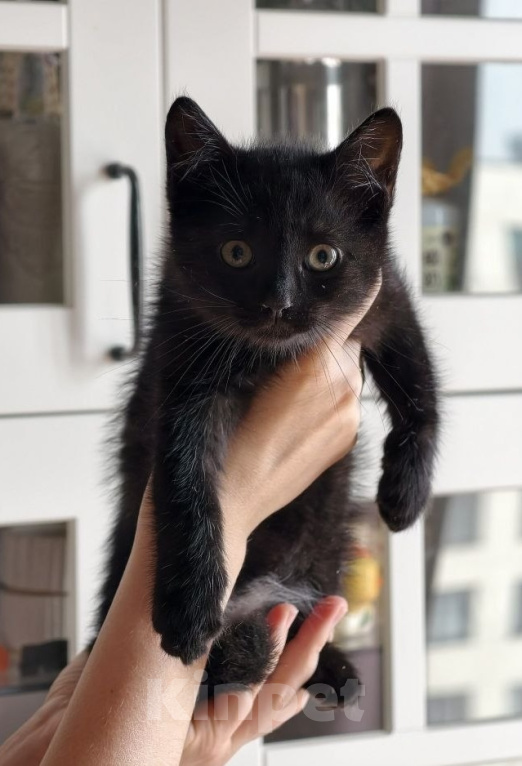 Кошки в Москве: Котенок в добрые руки Мальчик, Бесплатно - фото 1