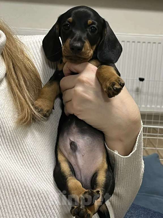 Собаки в Тюмени: Продаю щенка кроличьей таксы Мальчик, 120 000 руб. - фото 1