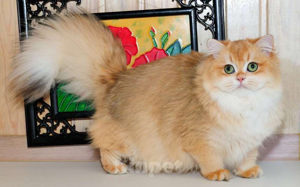 Кошки в Рыбинске: Британская длинношерстная девочка 5,5 мес Девочка, 30 000 руб. - фото 2