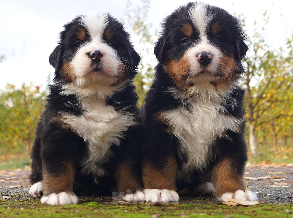 Собаки в Москве: Для тех кто ценит качество Мальчик, Бесплатно - фото 1