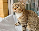 Кошки в Москве: Вислоухий котик Оскар ищет дом, в добрые руки  Мальчик, Бесплатно - фото 8