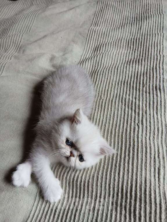 Кошки в других городах Московской области: Продается котенок породы экзотической короткошерстной Мальчик, 10 000 руб. - фото 10