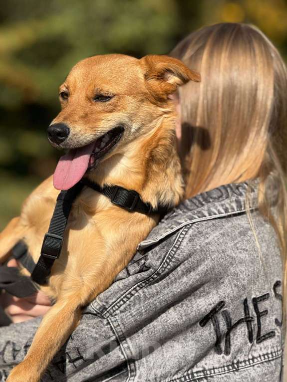 Собаки в Москве: Щенок Миранда  Девочка, Бесплатно - фото 8