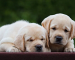 Собаки в Ростове-на-Дону: Палевые щенки Лабрадора Мальчик, 17 000 руб. - фото 4