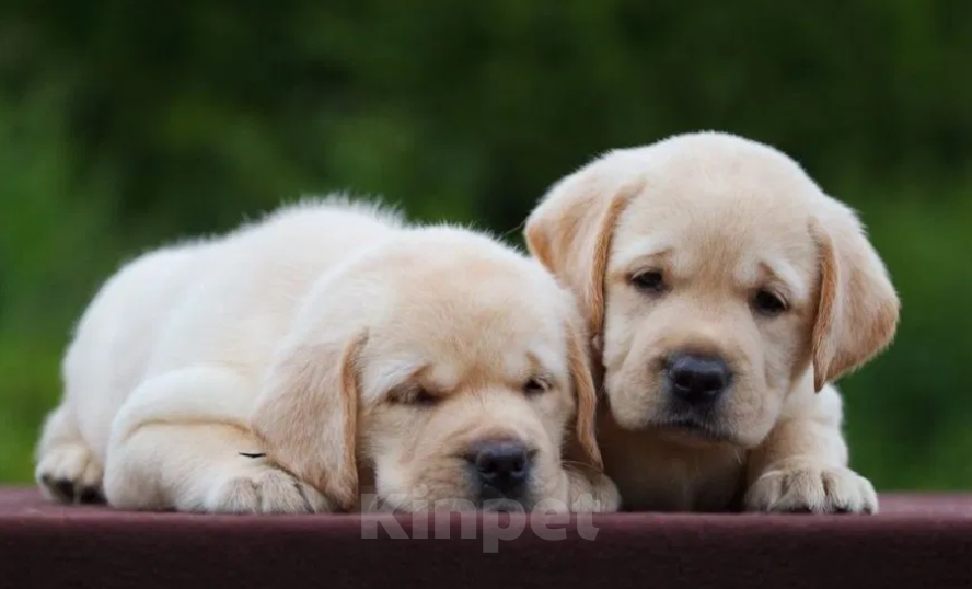 Собаки в Ростове-на-Дону: Палевые щенки Лабрадора Мальчик, 17 000 руб. - фото 4