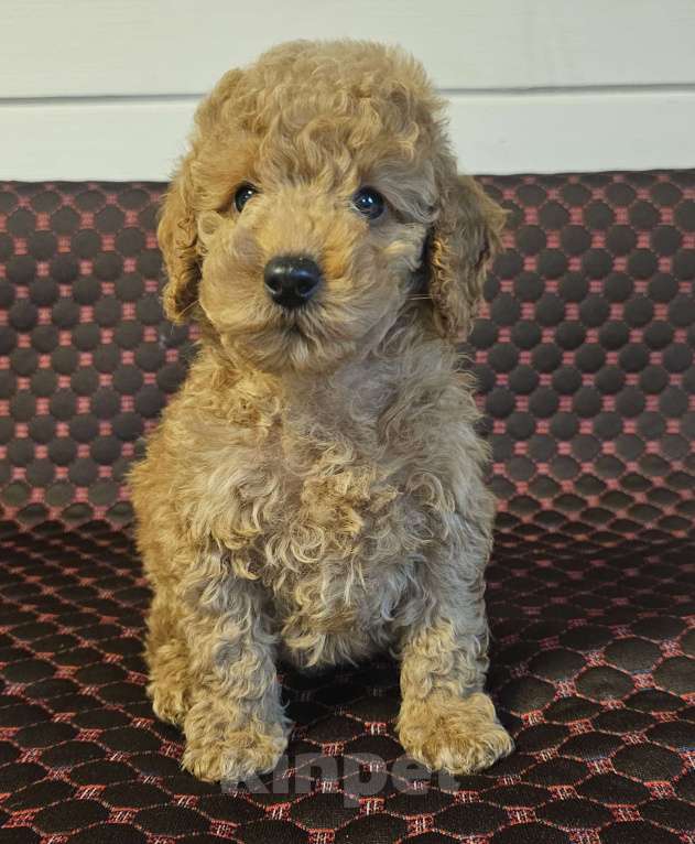 Собаки в Москве: Марк Мальчик, 50 000 руб. - фото 2