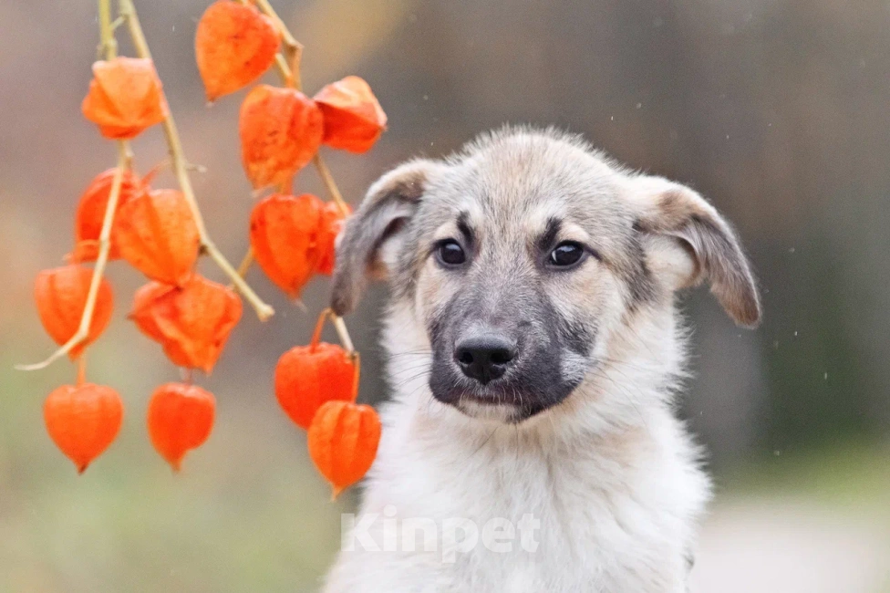Собаки в других городах Московской области: Лорд якутенок в добрые руки Мальчик, Бесплатно - фото 10