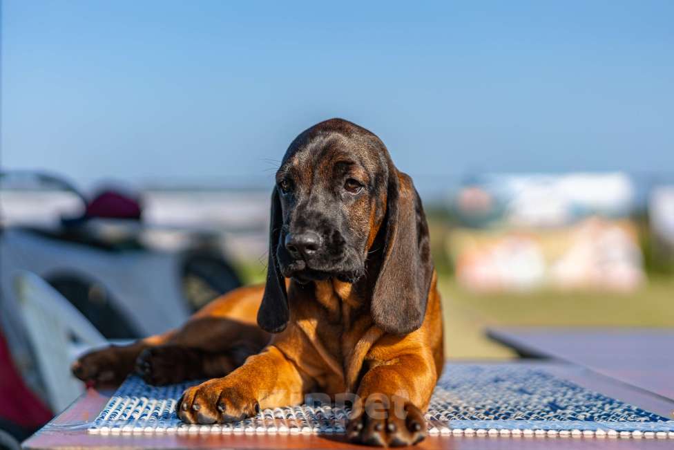 Собаки в Москве: Баварская горная гончая Мальчик, 100 000 руб. - фото 6