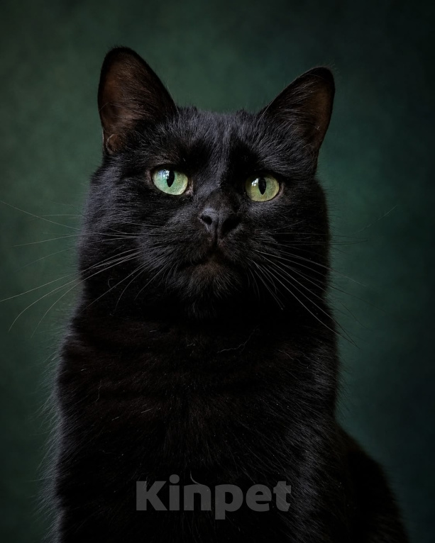 Кошки в Москве: Черный кот Ферми Мальчик, Бесплатно - фото 1