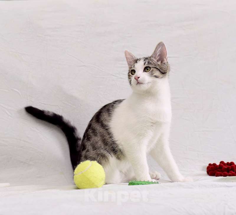 Кошки в Москве: Крис — главный приз! Котенок в добрые руки Мальчик, Бесплатно - фото 7