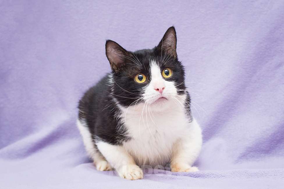 Кошки в Москве: Котик Крошик в добрые руки Мальчик, Бесплатно - фото 3