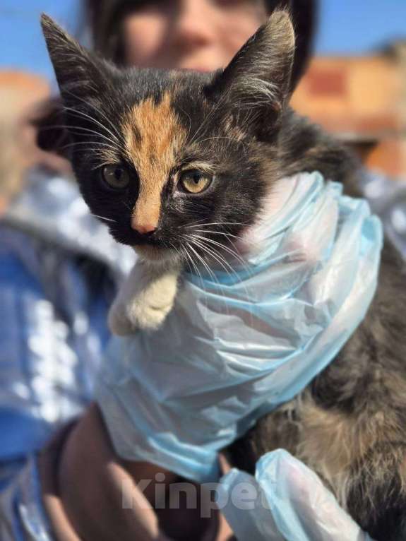 Кошки в Москве: Малыши ищут дом Разнополые, Бесплатно - фото 7