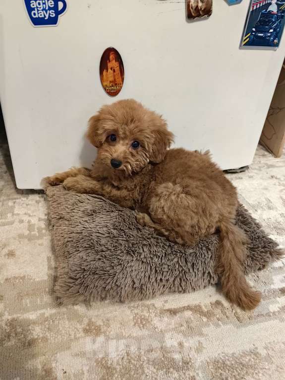 Собаки в других городах Московской области: Продам щенка той пуделя. Мальчик, 70 000 руб. - фото 1