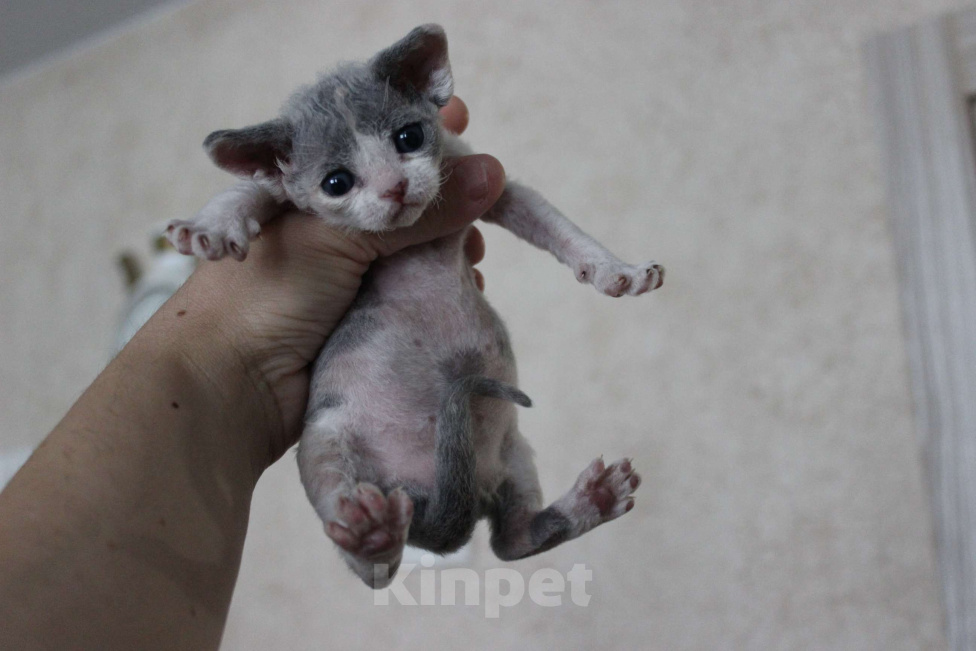 Кошки в Люберцах: Девочка девон рекс  Девочка, Бесплатно - фото 1