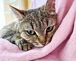 Кошки в Москве: Хома - кот, который делает погоду в доме! В добрые руки Мальчик, Бесплатно - фото 6